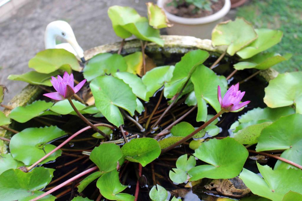 Anura Home Stay Kalutara Dış mekan fotoğraf